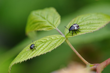 Insectes sur un framboisier