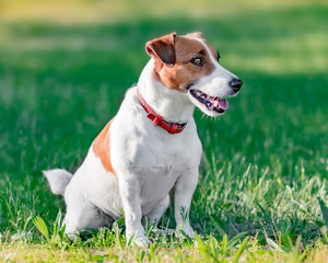 Close-up portrait in profile of cute small white and brown dog jack russel terrier sitting on green grass in park and looking at right site at summer sunny day