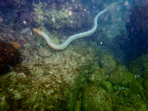 Olive-headed Seasnake, Disteira major in Bundaberg, Great Barrier Reef,Queensland