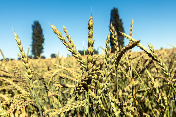 Weizen auf Feld