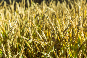 Weizen Ähre Makro