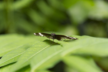 Butterfly on Thin Green Leaves