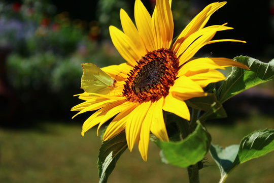 Sonnenblumensorten Images – Browse 13 Stock Photos, Vectors, and Video ...