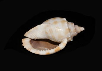 Naklejka premium shell isolated on black background