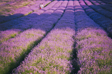 Lavanda