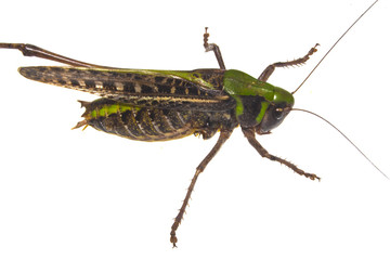locust isolated on white background