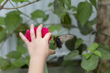 Child's Hand Touching Butterfly on Fuchsia Colored Flower