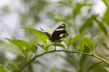 Butterfly Resting on Plant Branch
