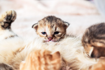 Mother cat nursing baby kittens