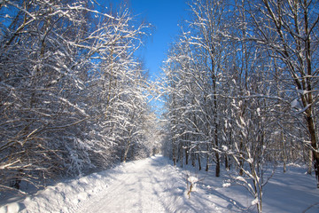 Winter road landscape in snow forest