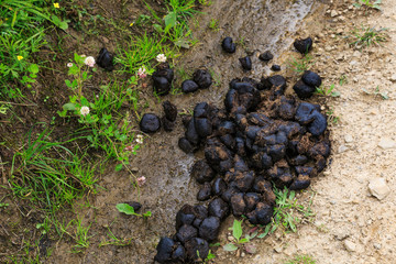 Manure of a horse on the road.