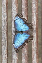 Blue Butterfly on Wooden Railing
