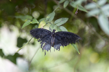 Black Swallow Tailed Tattered Butterfly