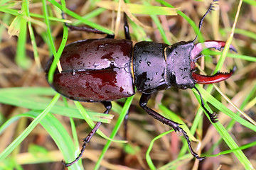 Wet stag Beetle (Lucanus cervus) on the grass after the rain