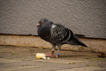 鳩 鳥 居眠り