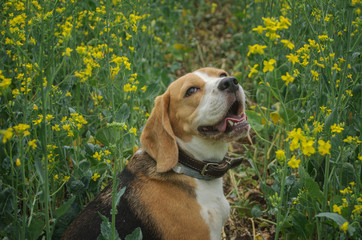Dog portrait Beagle in the green grass on the background