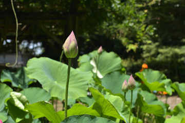 Bud of the lotus