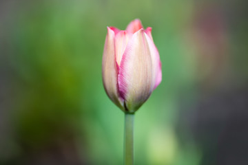 One Bud of pink Tulip in the center of the photo on a blurred green background