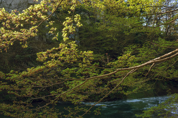 新緑の渓谷風景