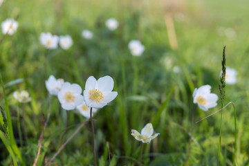 Flower white Anemones (Anemone nemorosa) against the background of a green meadow.