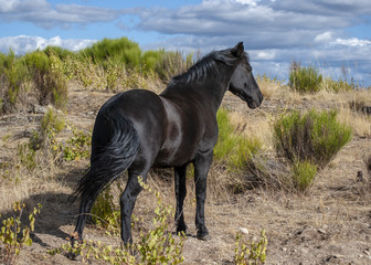 primer plano de un caballo negro  en el campo con el cielo nublado  - obrazy, fototapety, plakaty