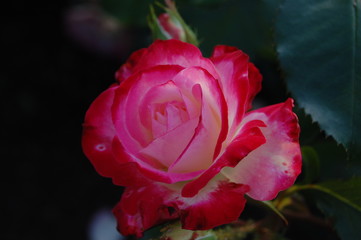 rose