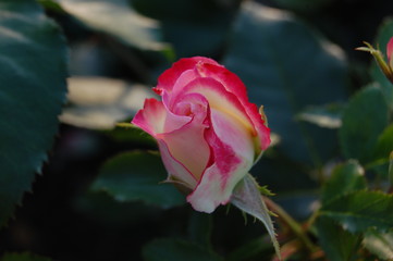 rose
