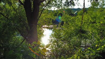 Sunny lake behind the tree