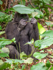 Obraz premium Gorilla in Gabon Endangered eastern gorilla in the beauty of african jungle (Gorilla gorilla)