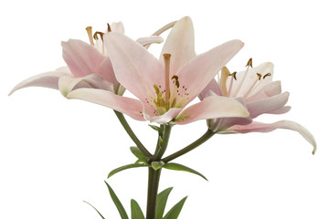 Naklejka na ściany i meble Flower of pink lily, isolated on white background