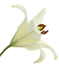Flower of white lily, isolated on white background