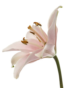 Flower of pink lily, isolated on white background