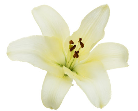 Flower of white lily, isolated on white background