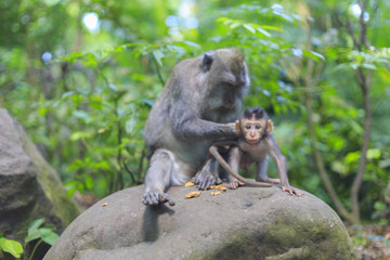 Naklejka na ściany i meble Family of monkey in Bali in Indonesia