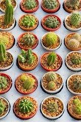 Small cactus farming close up in the cactus farm.