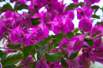 Fototapeta na wymiar Purple flowers of bougainvillea tree.