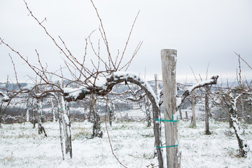 snow in vineyards in Slovenia in Goriška Brda