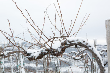 snow in goriška brda