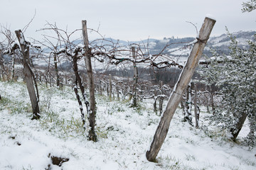 snow in goriška brda