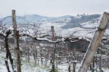 snow in vineyars in Slovenia in Gori&scaron;ka Brda