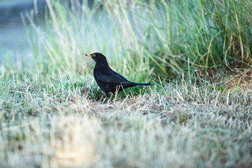 Obraz premium Male blackbird in grass near country road.