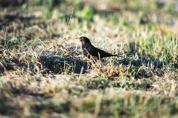 Male blackbird in meadow.