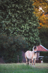 Fjord horse in meadow of farmhouse.