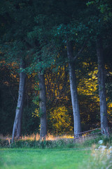 Row of trees along meadow in countryside.