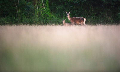 Red deer mother with calf in meadow in evening sun.