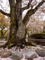 Wide closeup of the old thick trunk of a Somei Yoshino Sakura tree covered with moss, and pink petals covering the ground of a public park. Vertical orientation. Nagahama, Shiga, Japan.