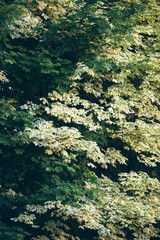 Patterns of leaves of summer trees in sunlight.