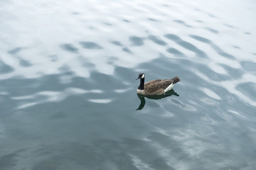 wild duck in water