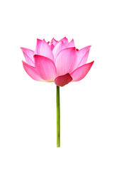 lotus flower