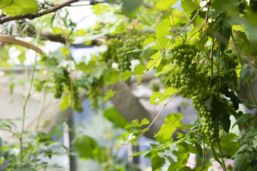 Weinpflanze im Gewächshaus